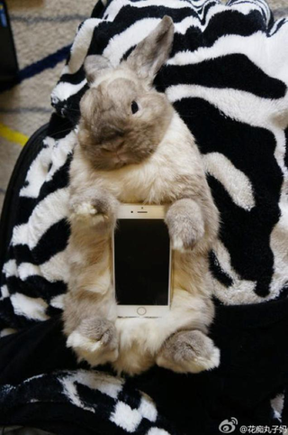 Illustration for article titled Don't Use Real Rabbits as Your Smartphone Case